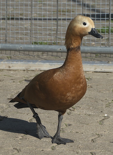 著称