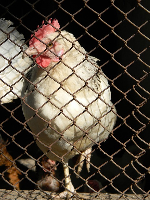 亚洲羽球混合团体赛 ｜ 阀敏不敌印尼新混双组合 大马暂0比1落后.